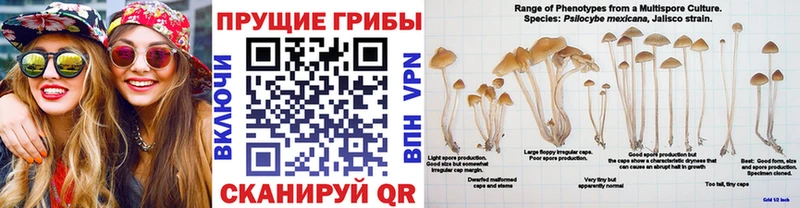 Галлюциногенные грибы Psilocybe  наркота  mega маркетплейс  Таштагол 